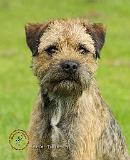 Border Terrier 9R086D-138